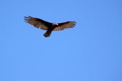 27_Big Bend National Park_17